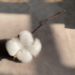 Envelope Accessories Cotton Branches
